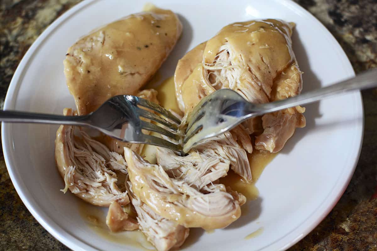 Two forks are shredding cooked chicken breasts into shreds on a white plate.