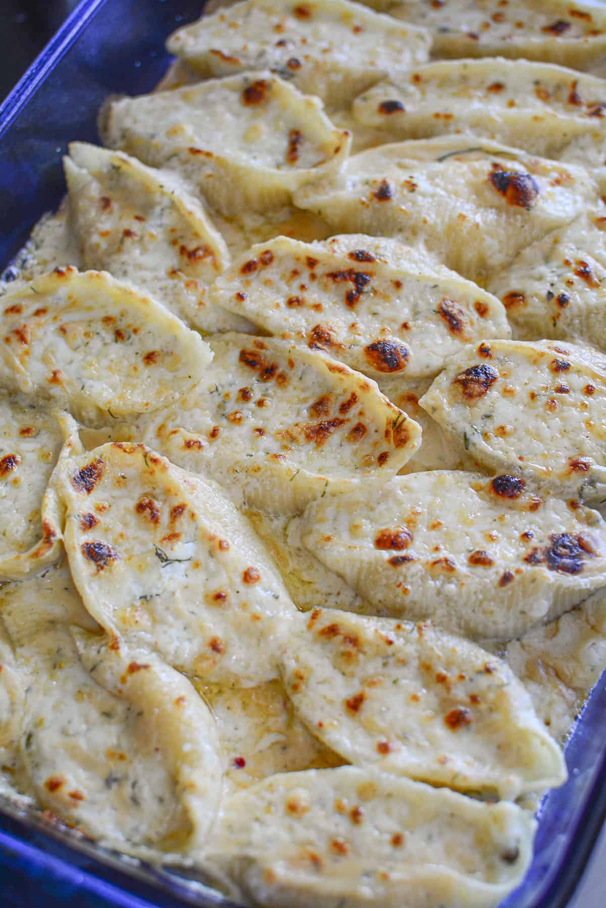 Pasta shells stuffed with cheese and sauce after coming out of the oven.